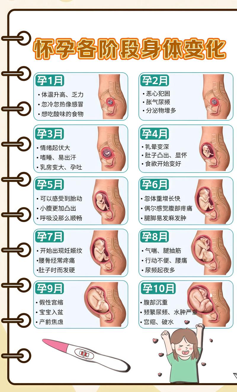 揭秘供卵代孕妈妈怀孕小腹分两节，孕期变化的奥秘绥化代生机构: